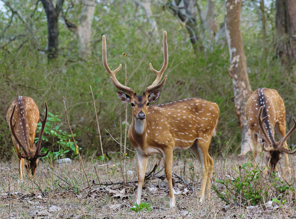 Guided Axis Hunting in Texas - LONE OAK ADVENTURES