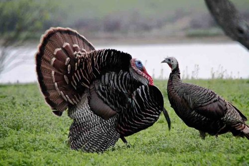 Trophy Turkey Hunts In Texas Lone Oak Adventures