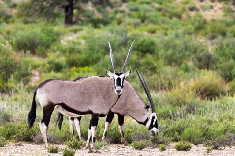 Texas Gemsbok Hunting Trips - LONE OAK ADVENTURES