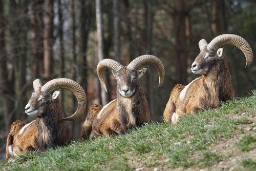 iranian-red-sheep-500x333.jpg