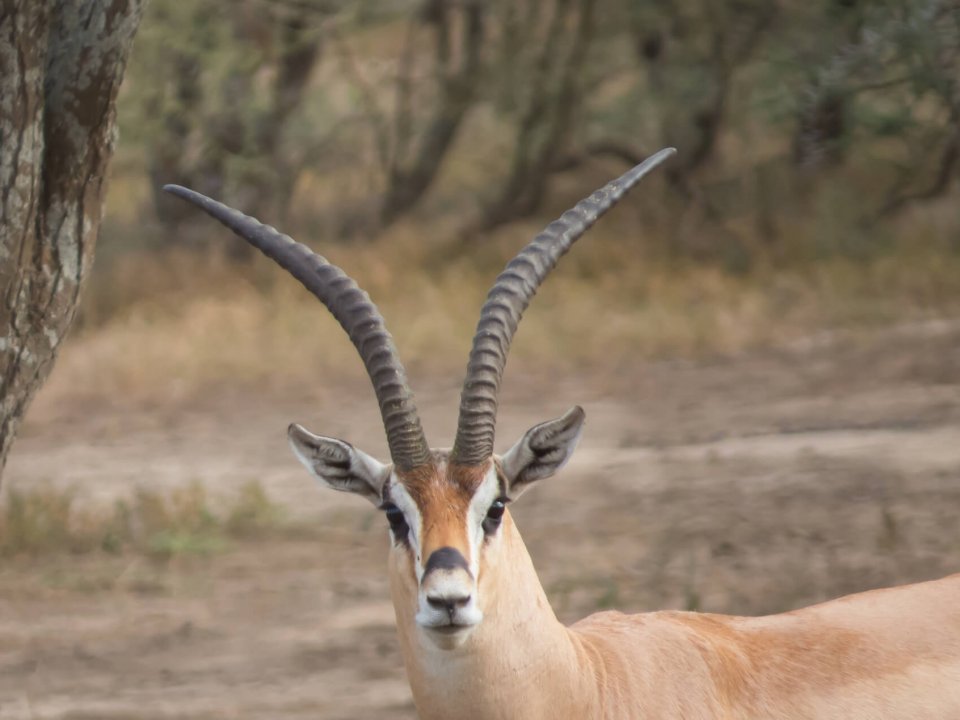 Hunt Grant's Gazelle in TX - LONE OAK ADVENTURES