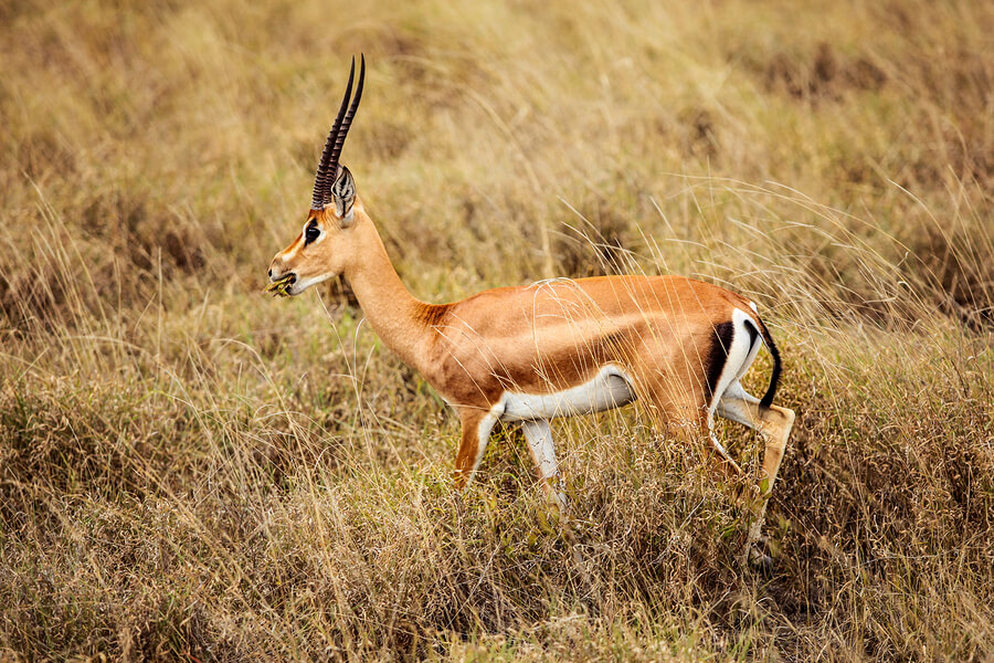 What Is The Difference Between Gazelles And Antelopes Lone Oak Adventures